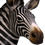 Thumbnail: Zebra Standing -Baby