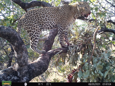 DO YOU WANT A GOOD CHANCE AT A DAYLIGHT LEOPARD?