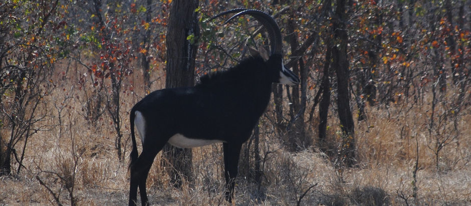 SABLE, THE PRINCE OF PLAINS GAME