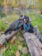 Wood Ducks