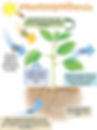 Process of Photosynthesis. From Organic Earth Tech.