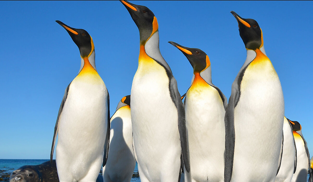 Why Can’t Penguins Fly?