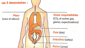 Le rôle de nos émonctoires