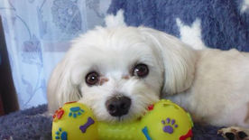 Les Fleurs de Bach et les Animaux