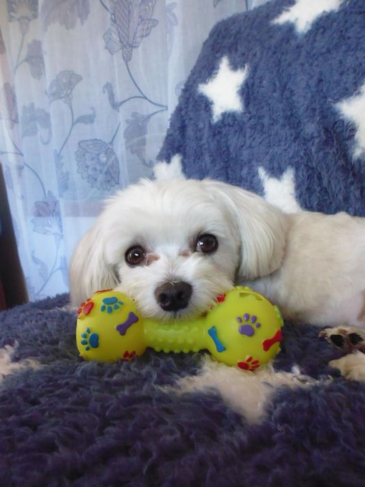 Les Fleurs de Bach et les Animaux