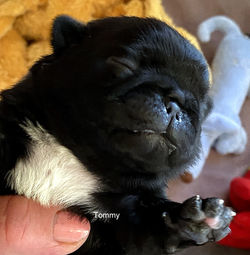 TOMMY SÆLGES MÅSKE