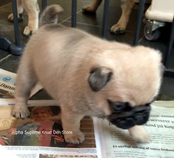 Alpha Suplime Knud Den Store