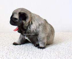 RON 3 WEEKS