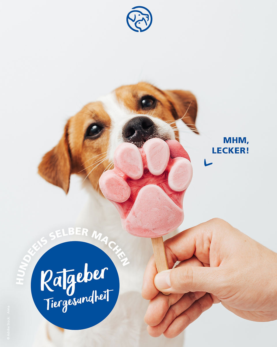 Ein Hund schleckt an einem rosafarbenen Eis in Pfotenform, das von einer Hand gehalten wird. Auf dem Bild steht „Ratgeber Tiergesundheit“, „Hundeeis selber machen“ und „Mhm, lecker!“.