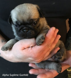 Alpha Suplime Knud Den Store