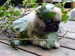 LUNA 7 WEEKS - SOLGT