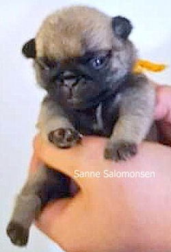 Sanne Salomonsen SOLGT