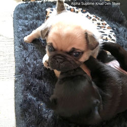 Alpha Suplime Tyra Danegod