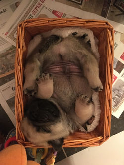 Alpha Suplime Knud Den Store