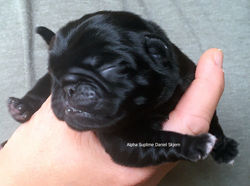 DANIEL SKJERN (HANNIBAL)