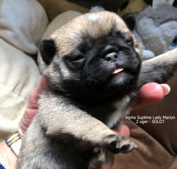 LADY MARION - ikke til salg