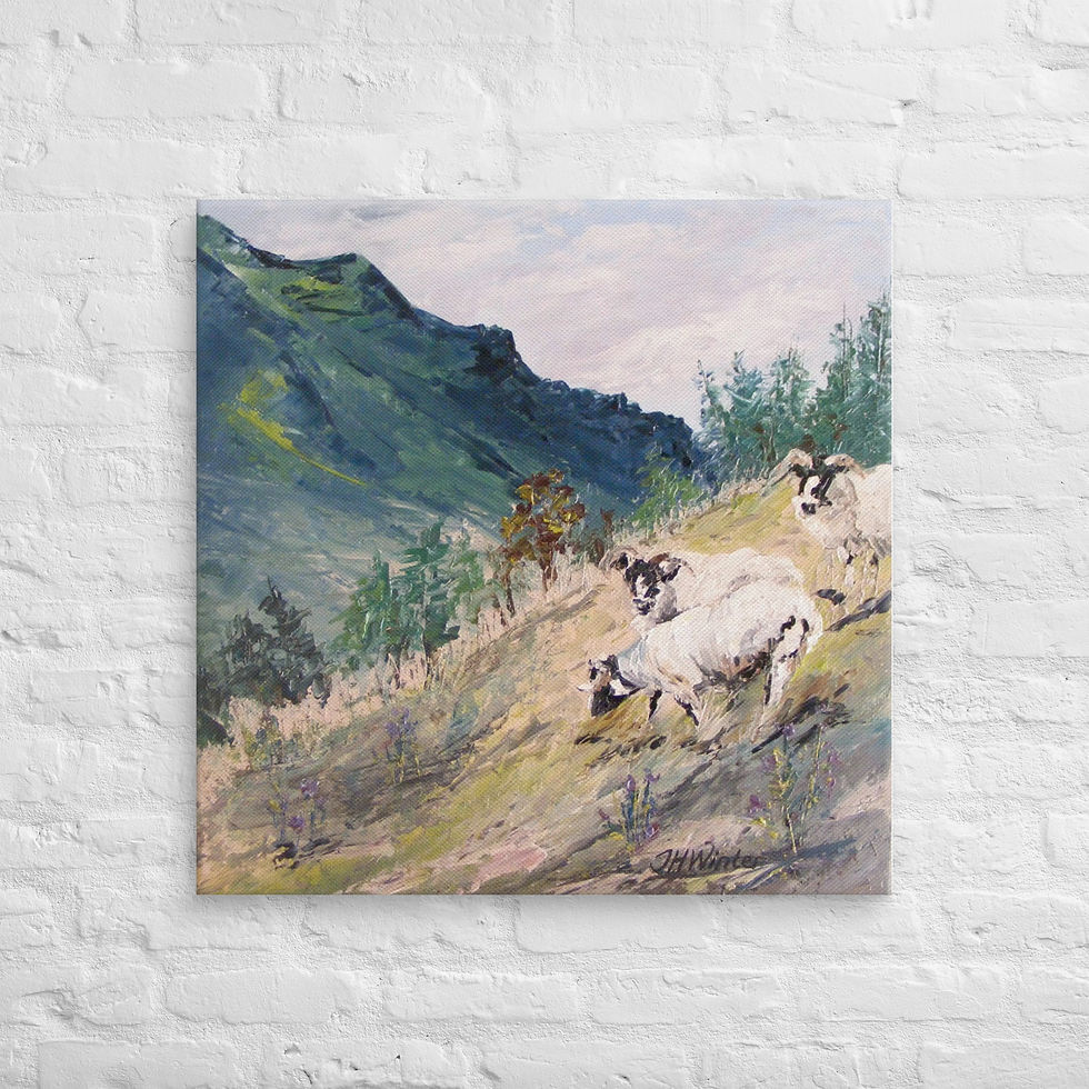 Thumbnail: Highland Sheep Canvas