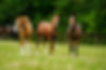 Haras de la Huderie Foals