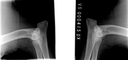 941000017000415_VA Krchleby_DX_Figaro_Jiri Nekovar_Elbow_Lateral_6-8-2019T11-05-37AM_1.jpg