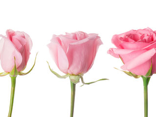 #12 Plotting Publication & Planning a Pilgrimage