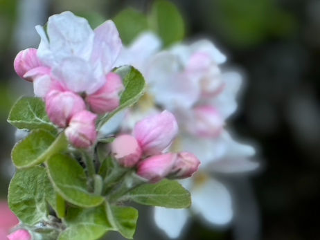 Why France? Why now? coming soon...