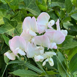 #4 Gold at Braidwood