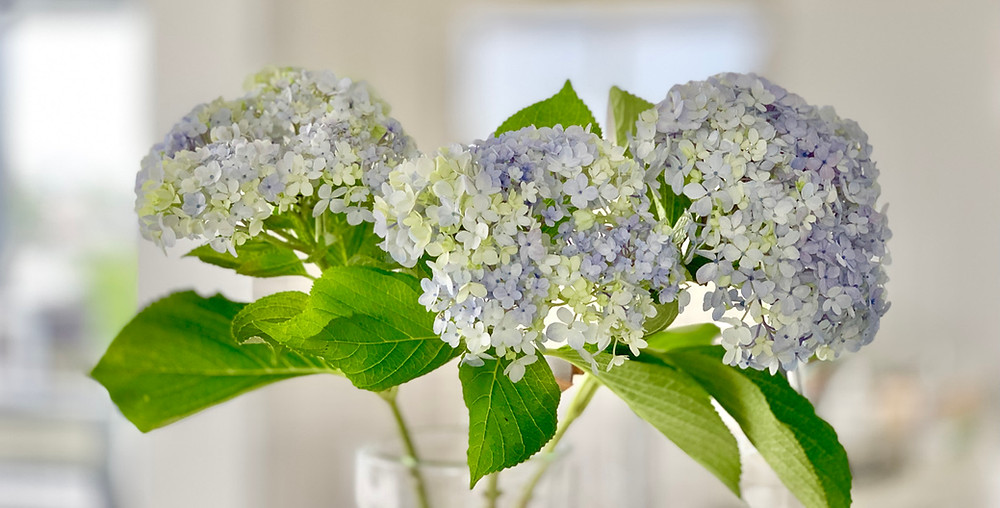 Hydrangeas Shelley Dark
