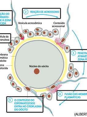 LMF: Embriologia (1/2) fecundação -> 2ªsemana