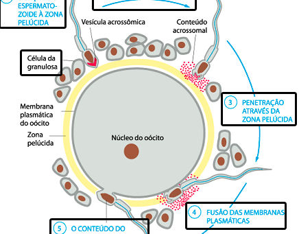 LMF: Embriologia (1/2) fecundação -> 2ªsemana