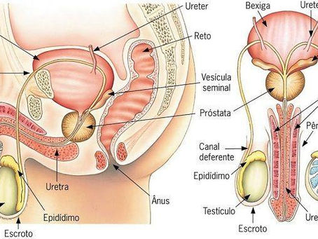 LMF: Sistema reprodutor masculino