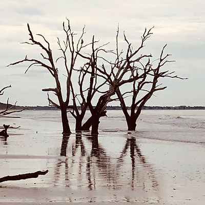 dead trees on the beach at Botany Bay