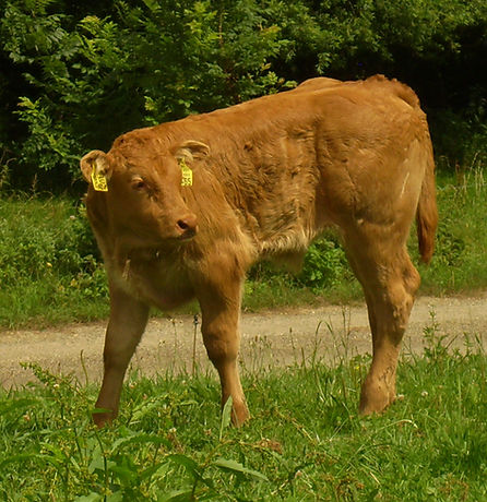 Kalb_edited.jpg