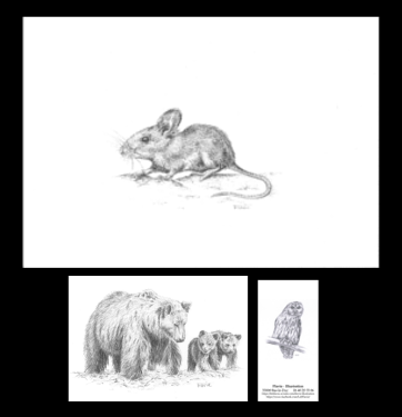 Miniature : "Trio animalier" reproduction A4 + carte postale + marque-page