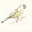 Miniature : Lot de 4 cartes postales "Oiseaux"