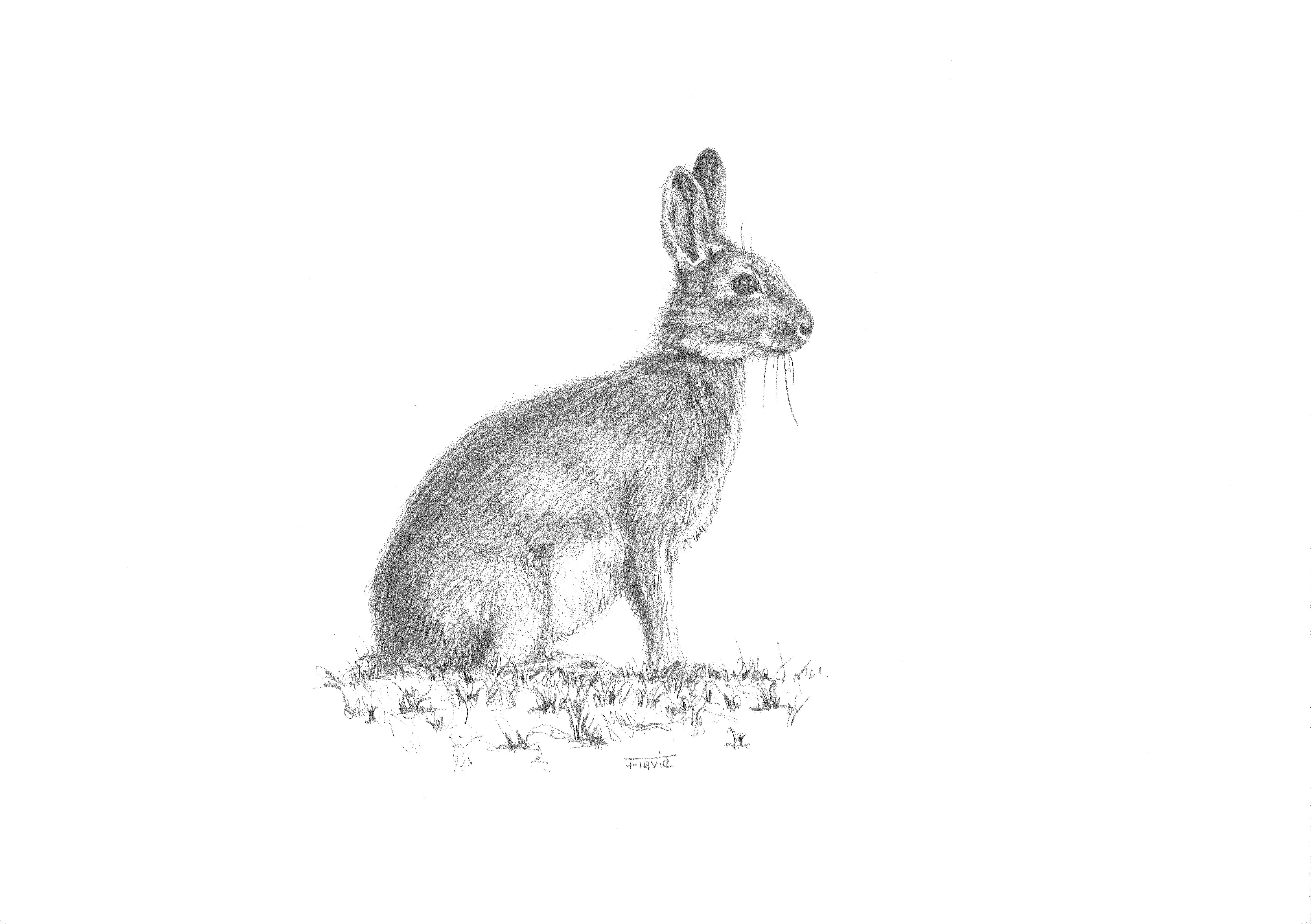 Reproduction dessin animalier