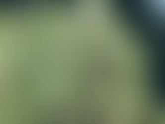 Top Picks: The Best CBD Hemp Flower Companies!