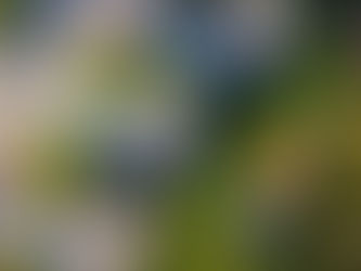 Why Property Deeds Need a Notary: What to Know