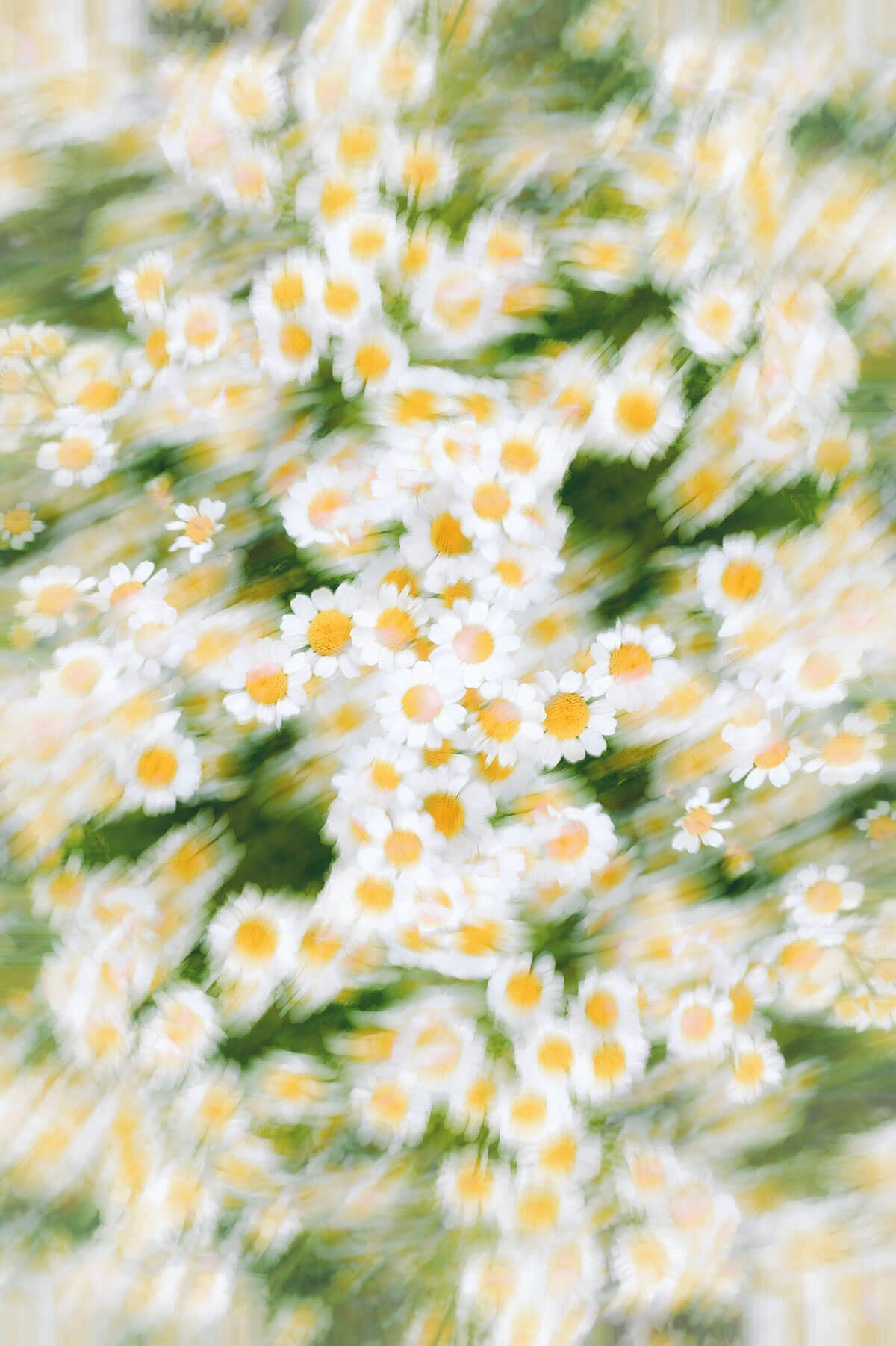 Starry Eyed Chamomile ❊ Organic Chamomile Sleep Tea