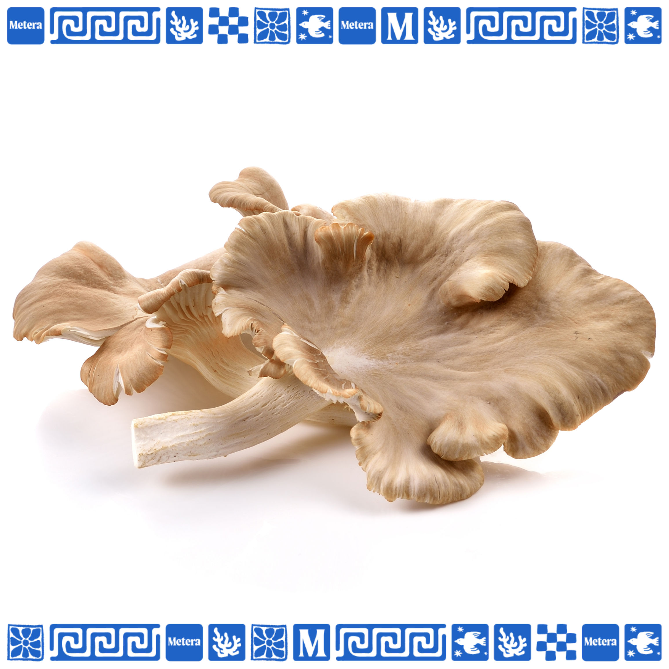 Гъби Плевротус - 500 г