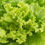 Миниатюра: Свежа зелена салата - 1 бр