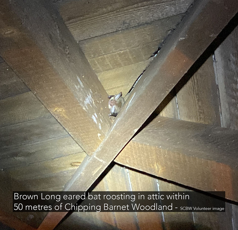 Brown long eared bat in roof roost next to Chipping Barnet Woodland