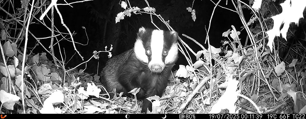 IM_00134.badgerfabJPG2560x1000.jpg