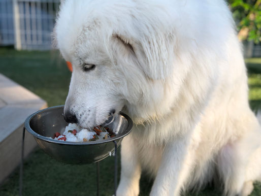 食いしん坊 賢い グレートピレニーズ