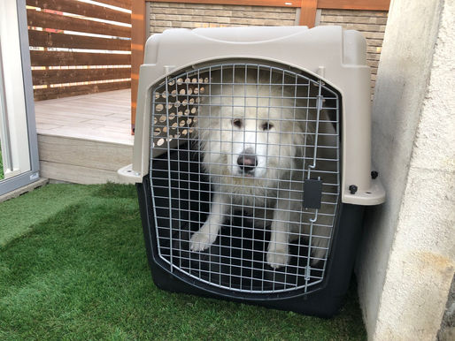 初めてのケージ　ケージのメリット　大切さ