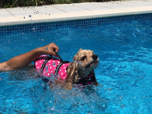 愛犬と一緒にプールはいかがでしょうか。
