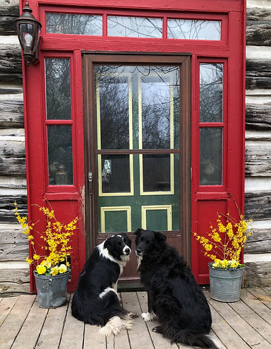 Dogs in front of Door.jpeg
