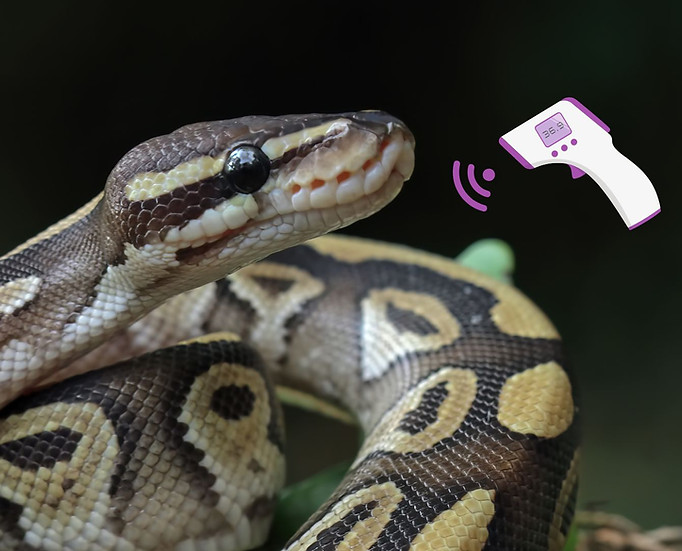 Temperature-for-a-ball-python.jpg