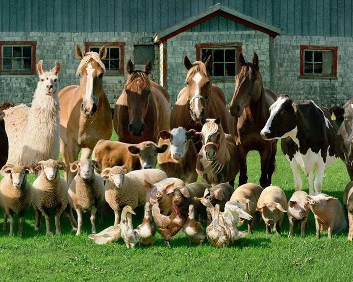 farm animals 1.jpg