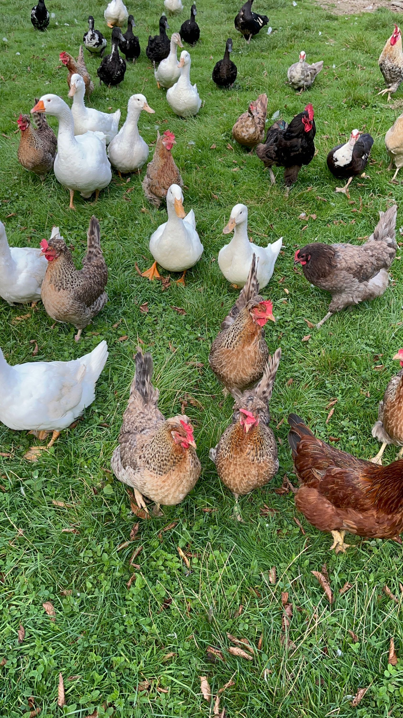 PRE-ORDER PoL farmyard mix hens - available summer 2026
