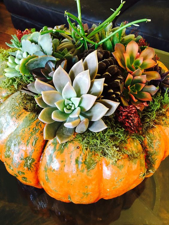 MDCA Event PRIVATE - Succulent Pumpkin